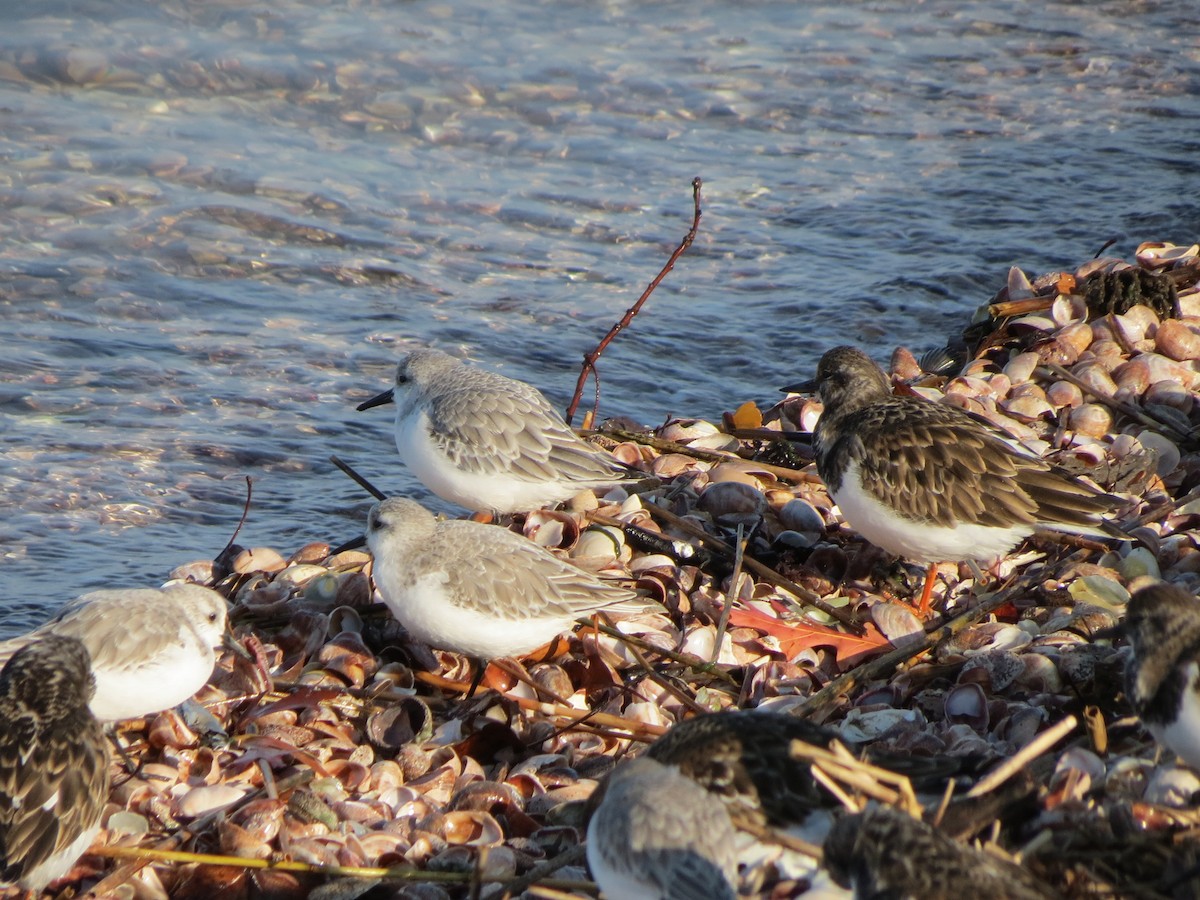 Песчанка - ML646552869