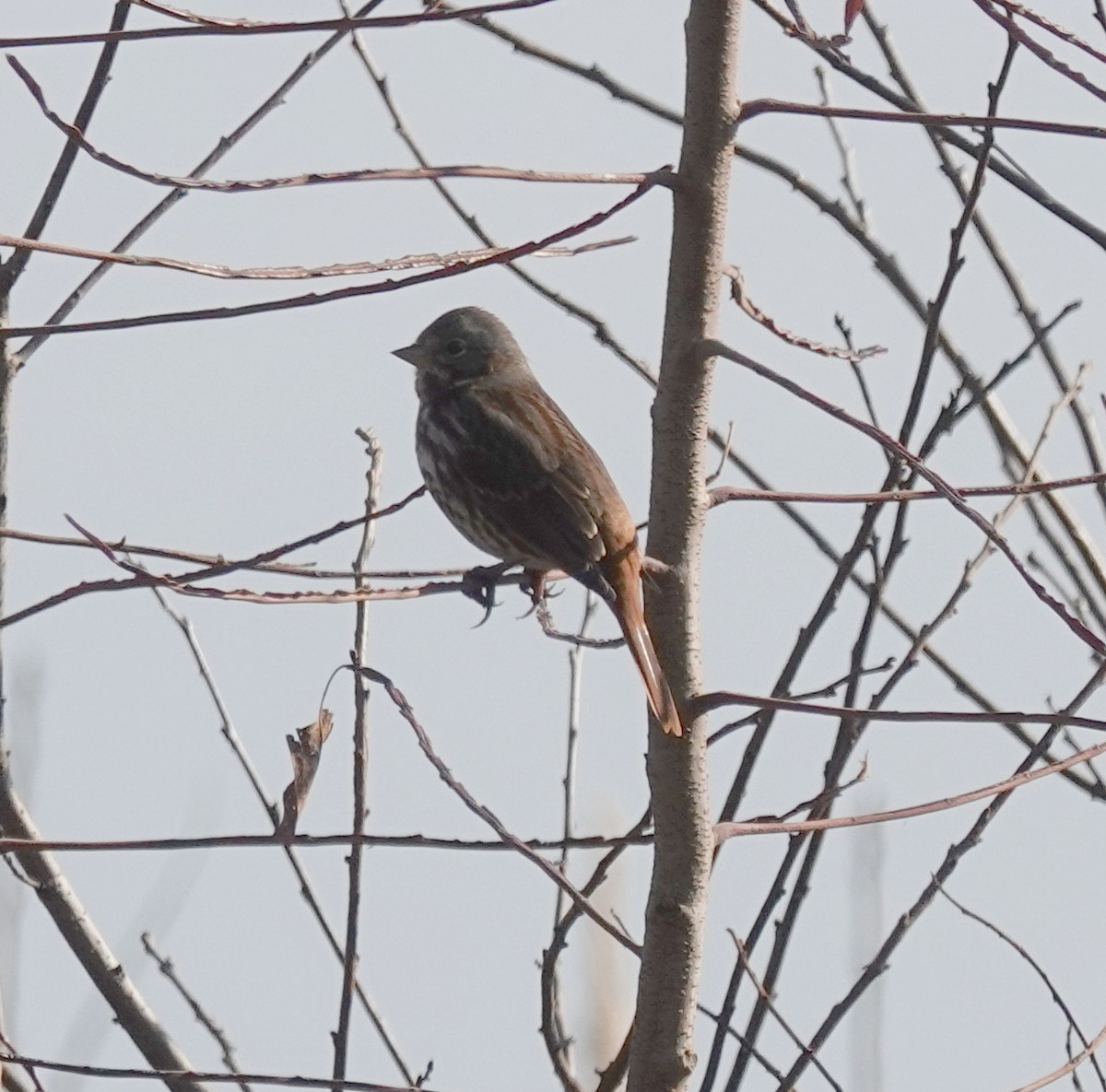 Fox Sparrow - ML646552873