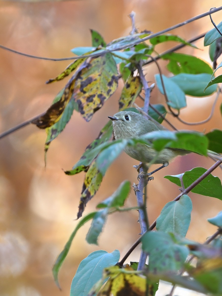 מלכילון אמריקני - ML646552880