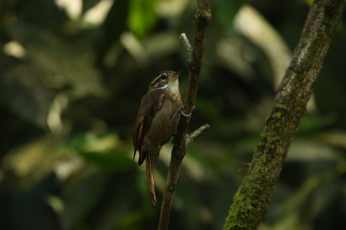 Atlantic Plain-Xenops - ML646552881