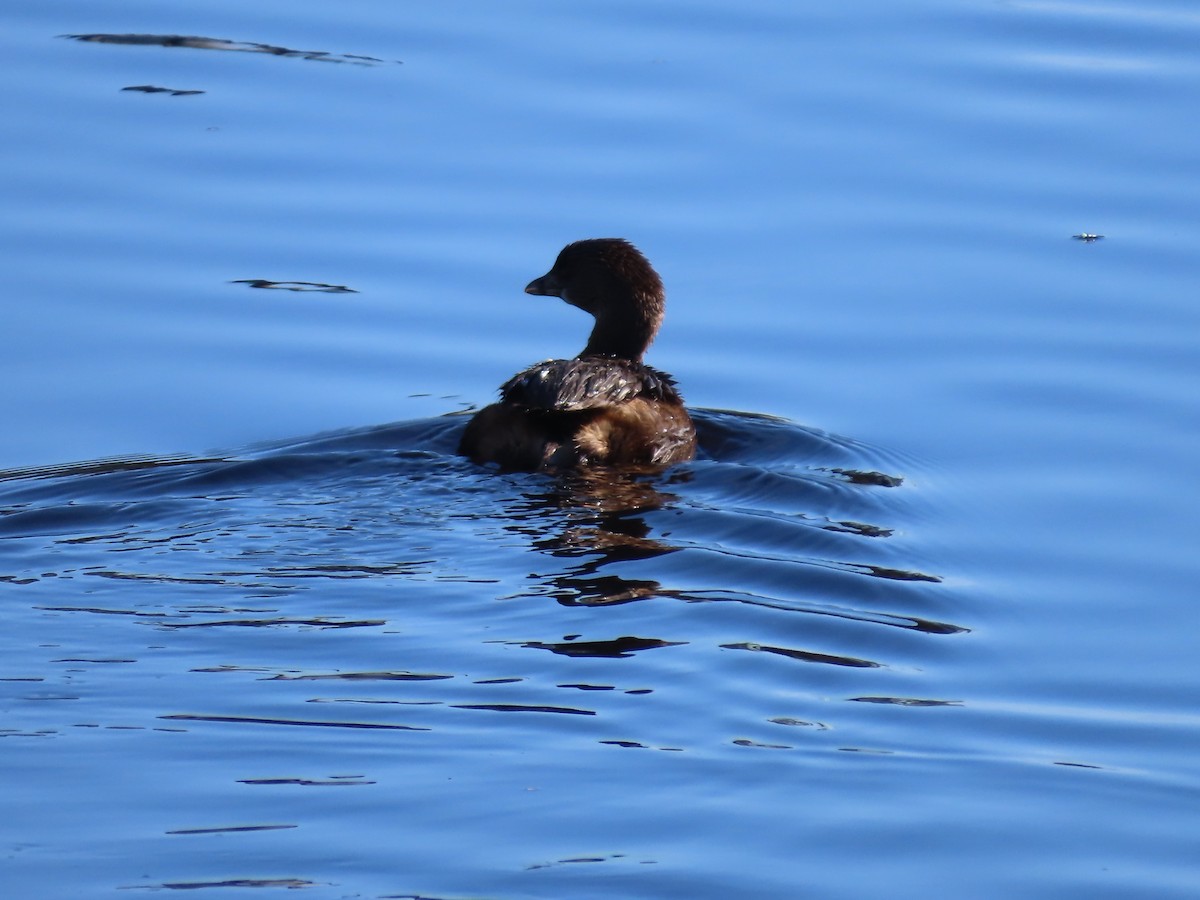 Pied-billed Grebe - ML646552882