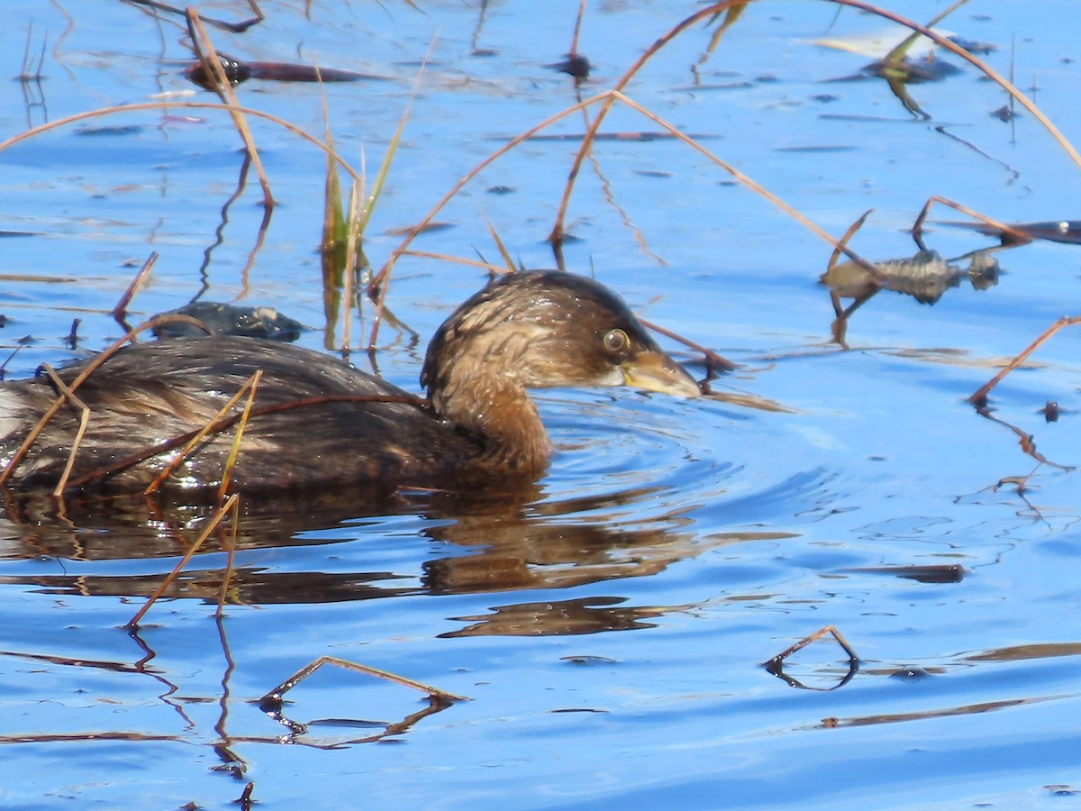 Pied-billed Grebe - ML646552883