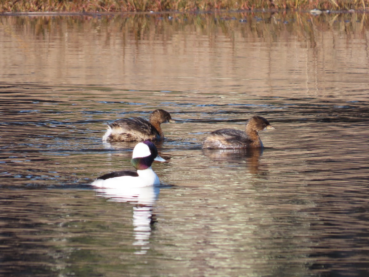 Pied-billed Grebe - ML646552884