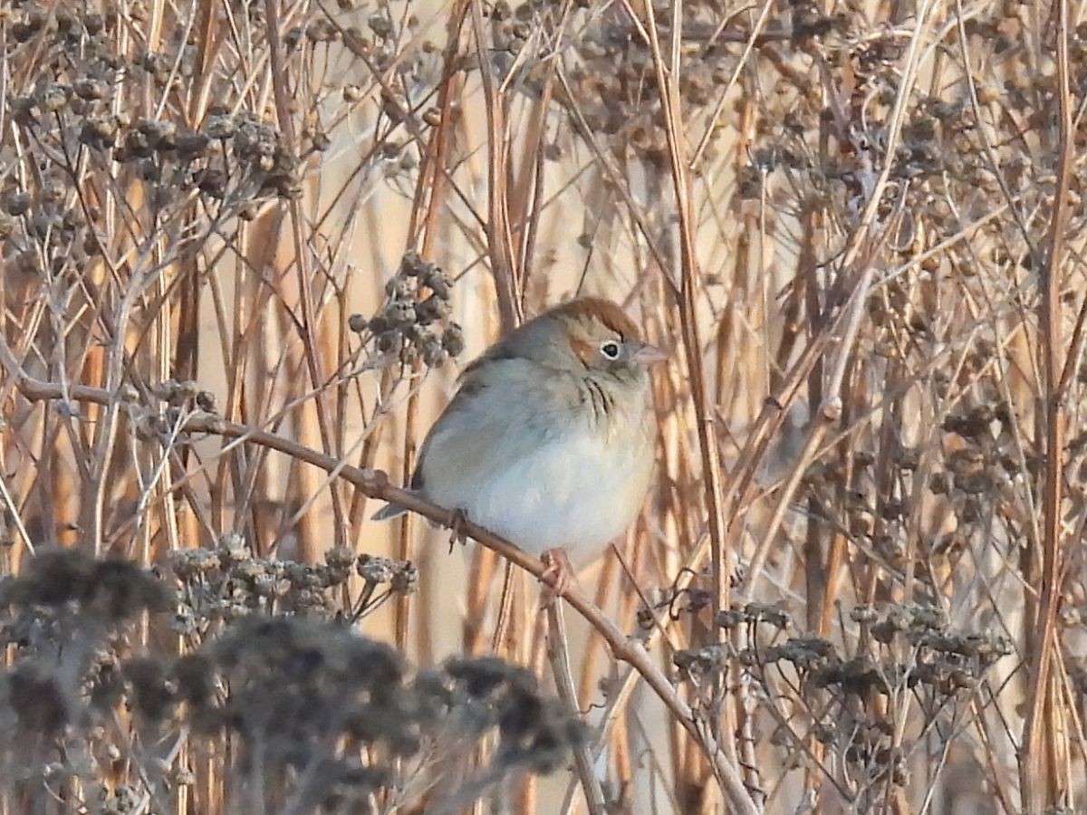 Field Sparrow - ML646552885