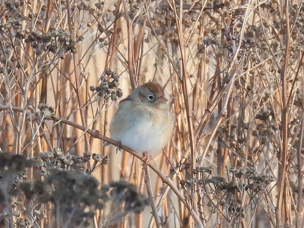 Field Sparrow - ML646552886