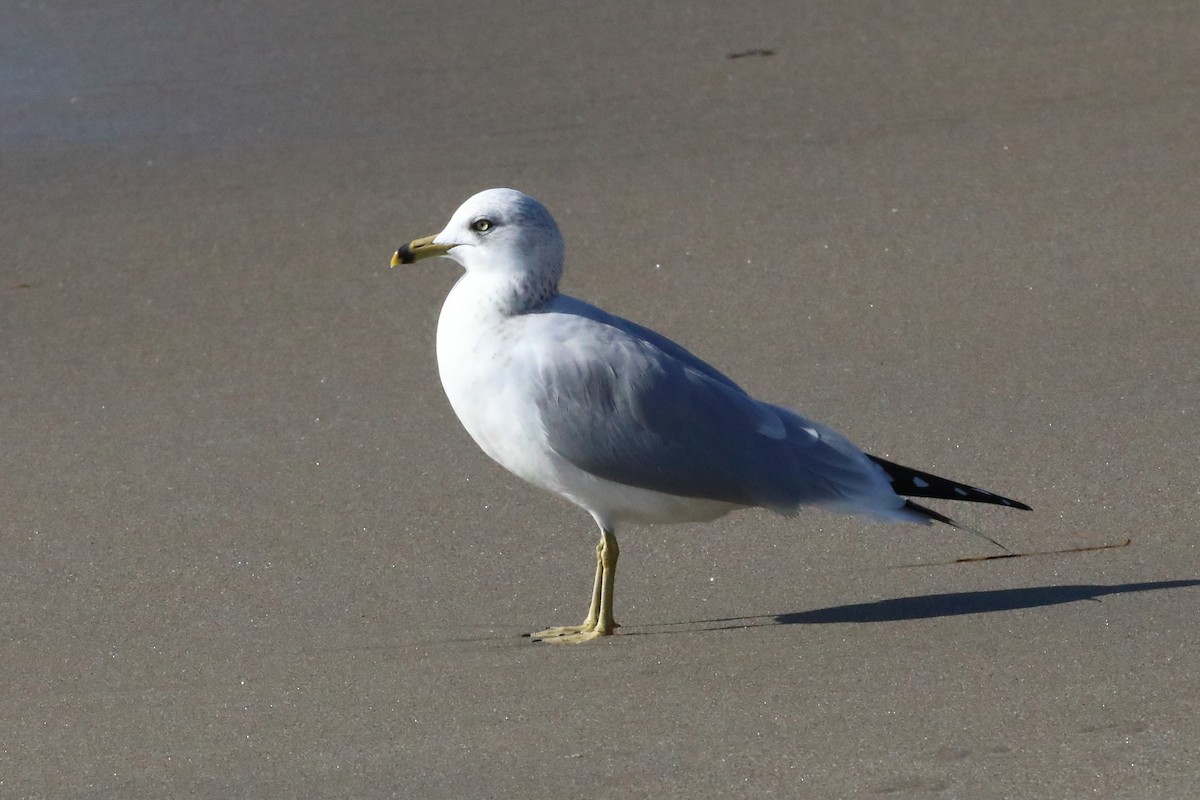 Ring-billed Gull - ML646552889