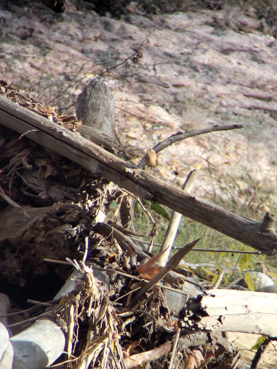 Winter Wren - ML646552890