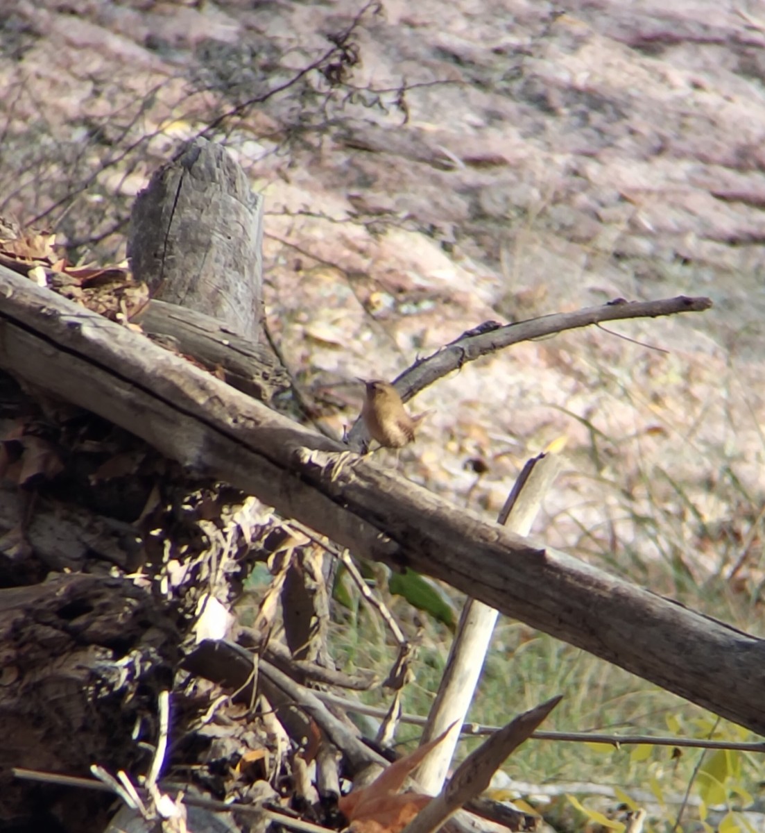 Winter Wren - ML646552891