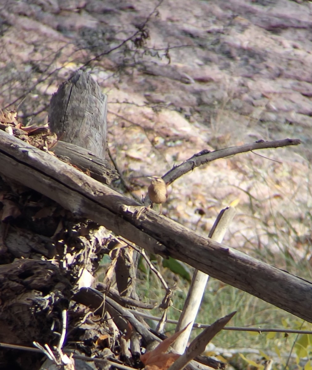 Winter Wren - ML646552892