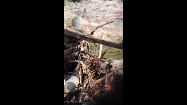 Winter Wren - ML646552897
