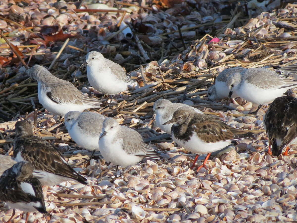 Песчанка - ML646552898
