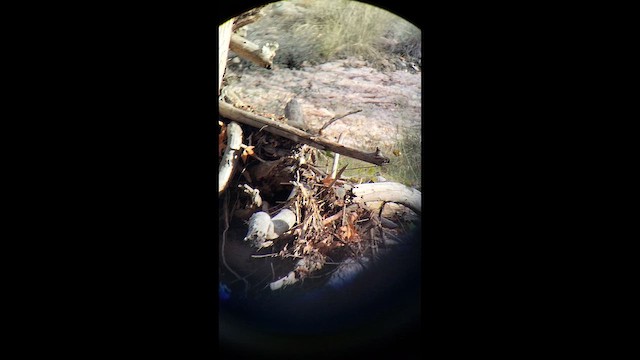 Winter Wren - ML646552901