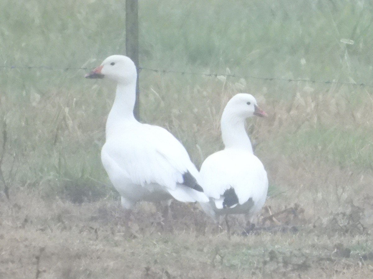 Snow Goose - ML646552902