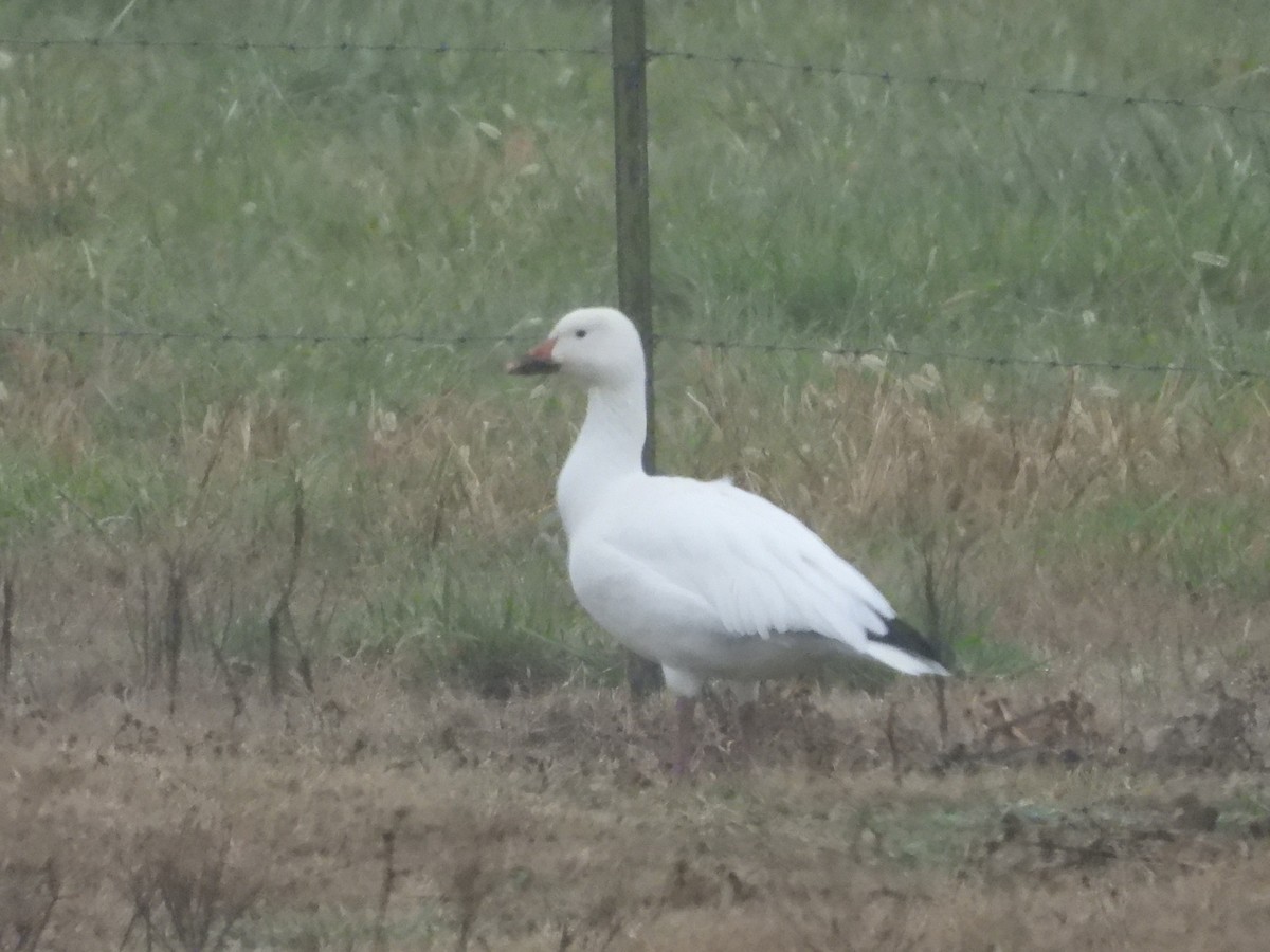 Snow Goose - ML646552903