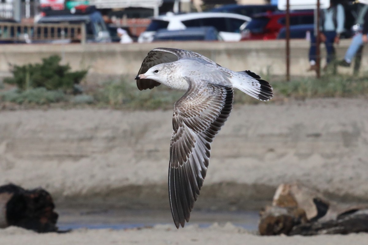 Ring-billed Gull - ML646552905