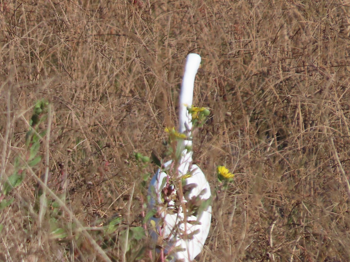 Great Egret - ML646552909