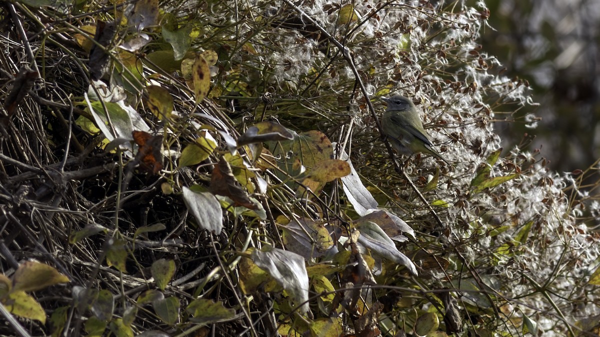 Turuncu Taçlı Ötleğen - ML646552910