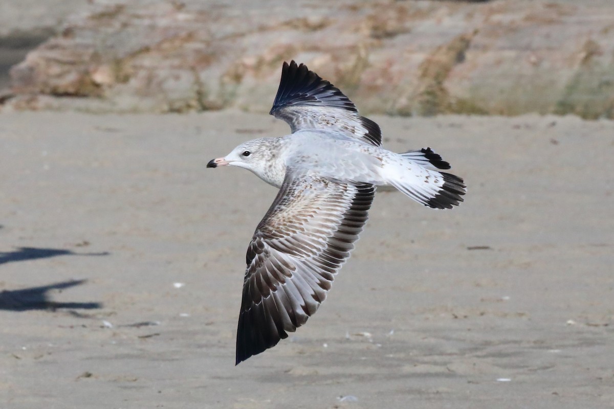 Ring-billed Gull - ML646552911