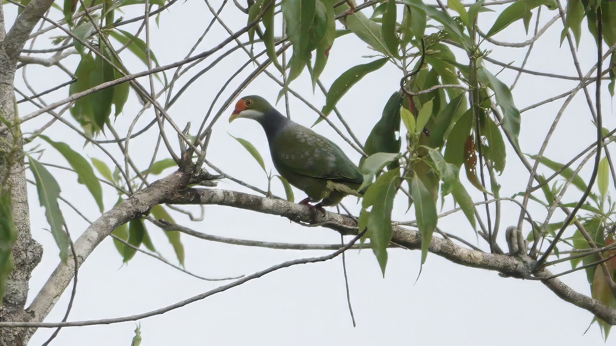 Orange-fronted Fruit-Dove - ML646552912