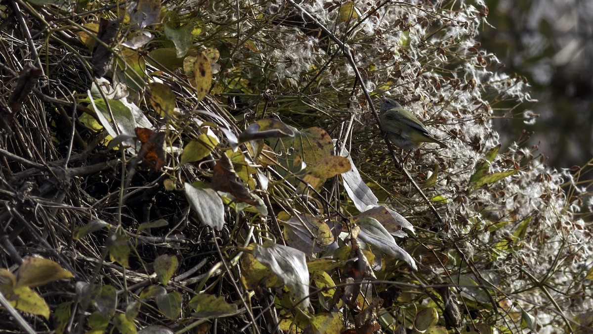 Turuncu Taçlı Ötleğen - ML646552913