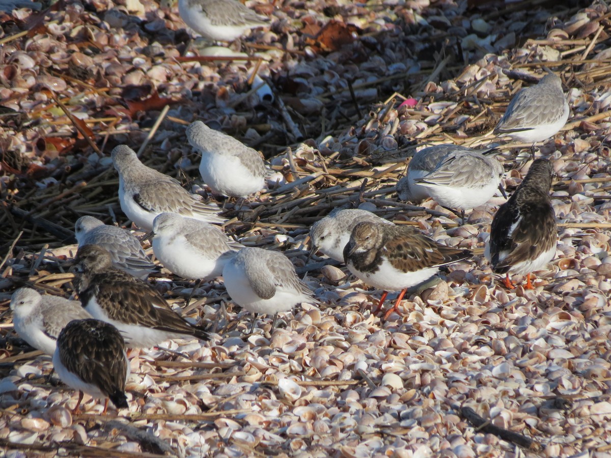 Песчанка - ML646552914