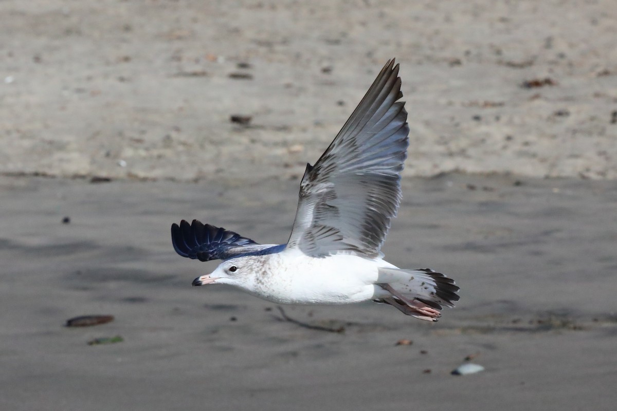 Ring-billed Gull - ML646552915