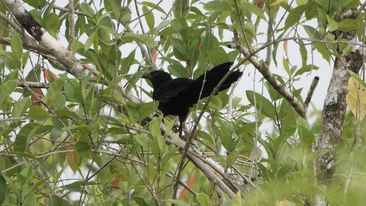 Lesser Black Coucal - ML646552920