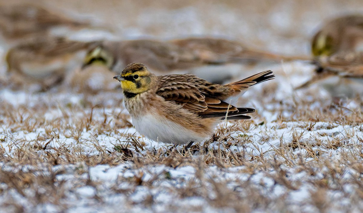 Horned Lark - ML646552923
