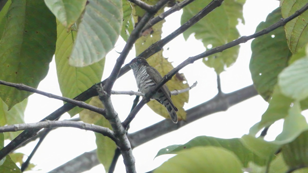 Little Bronze-Cuckoo - ML646552926