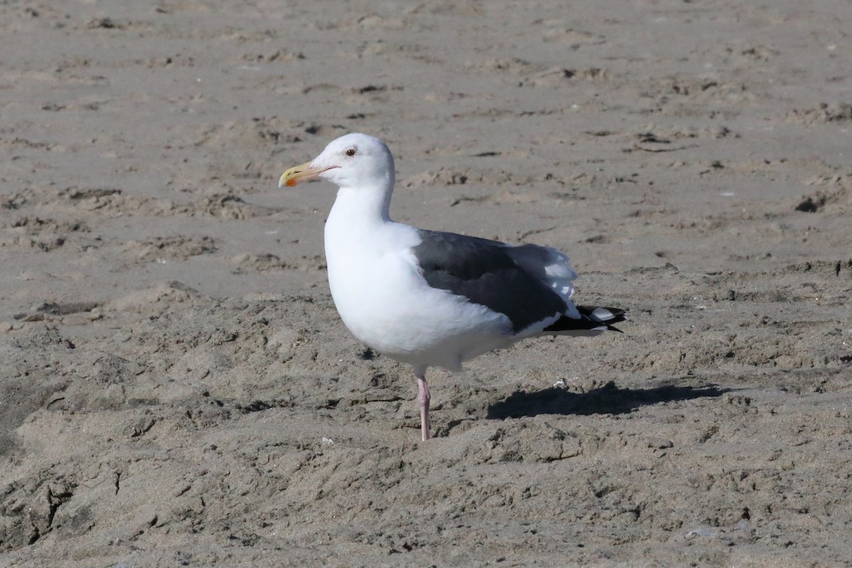 Western Gull - ML646552927
