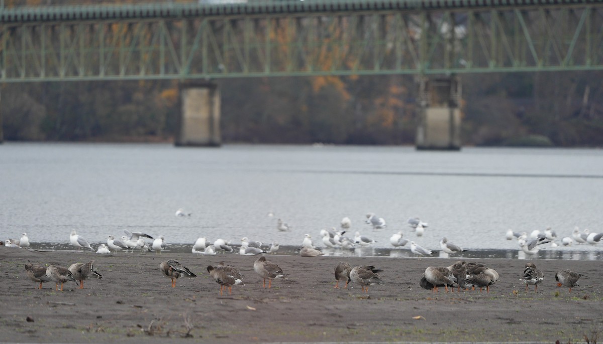 Greater White-fronted Goose - ML646552929