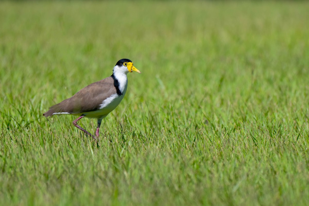 Masked Lapwing - ML646552930