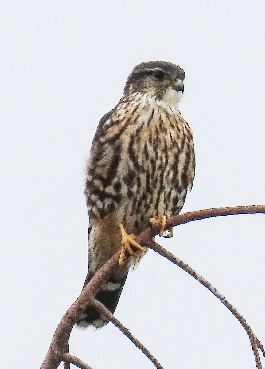 Boz Doğan - ML646552933