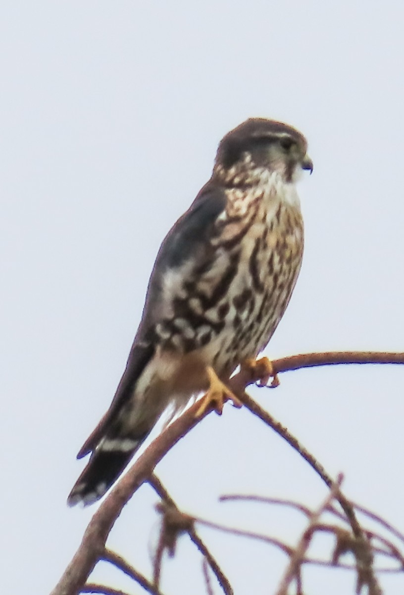 Boz Doğan - ML646552934