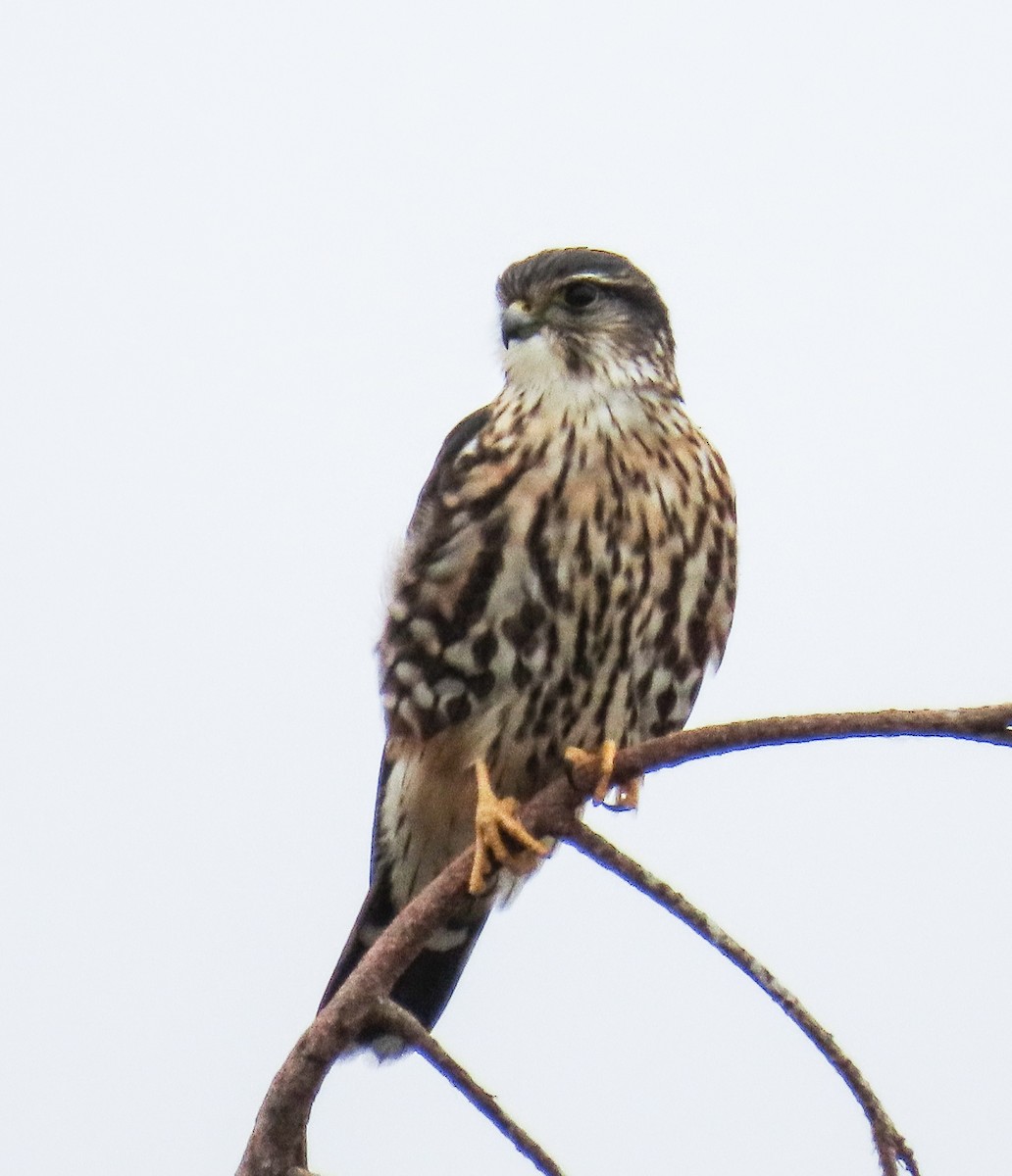 Boz Doğan - ML646552935