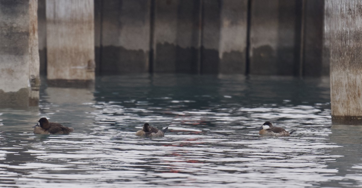 アカオタテガモ - ML646552939