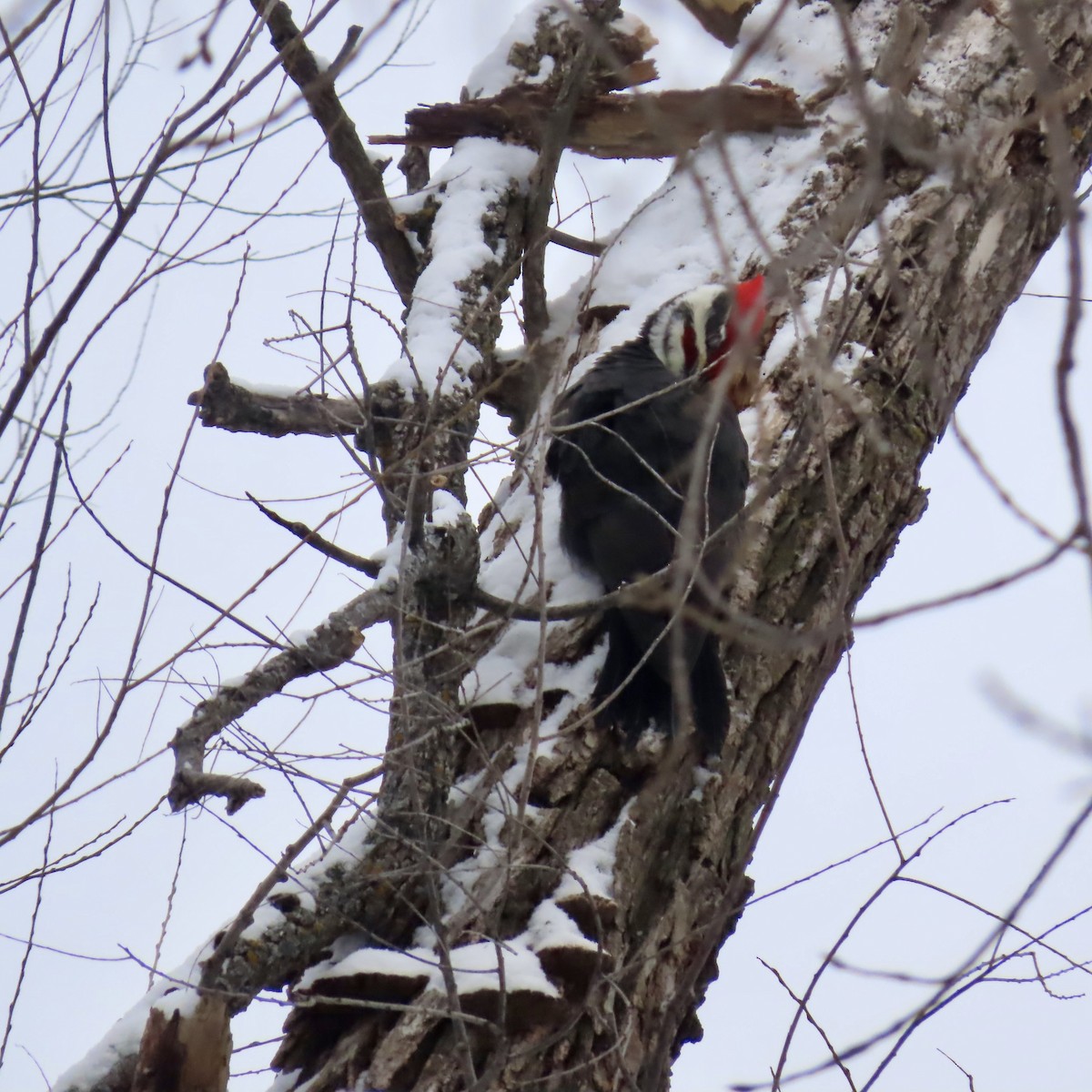 Pileated Woodpecker - ML646552944
