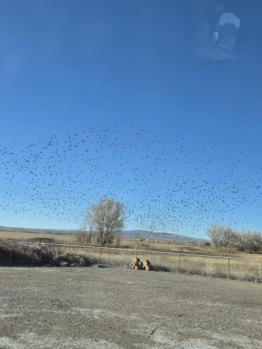 Étourneau sansonnet - ML646552945