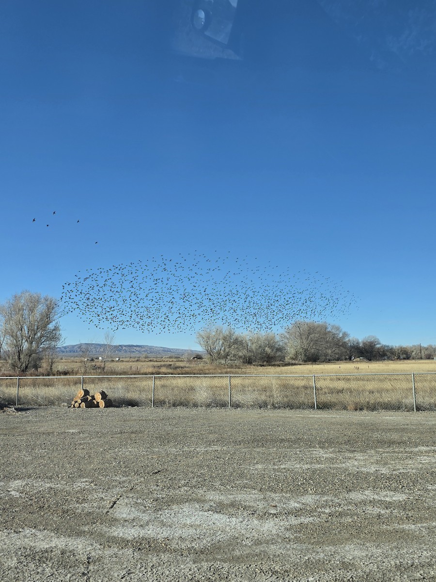 Étourneau sansonnet - ML646552946