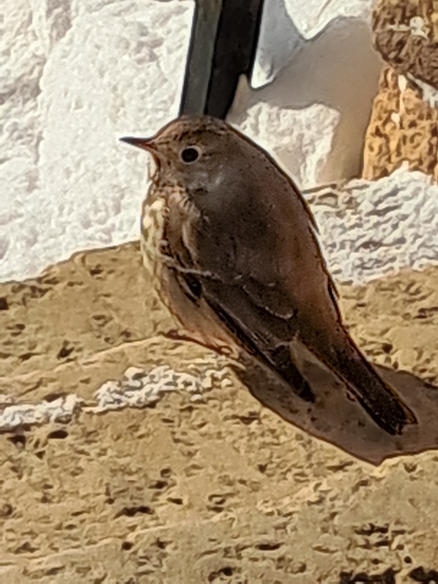 Дрізд-короткодзьоб плямистоволий - ML646552947