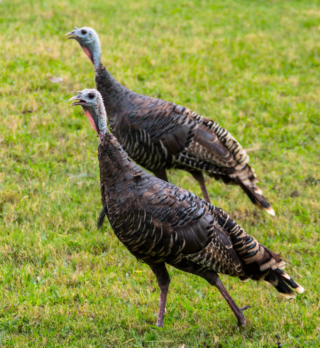 Wild Turkey - ML646552948