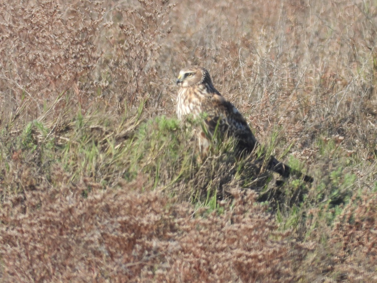 Northern Harrier - ML646552950