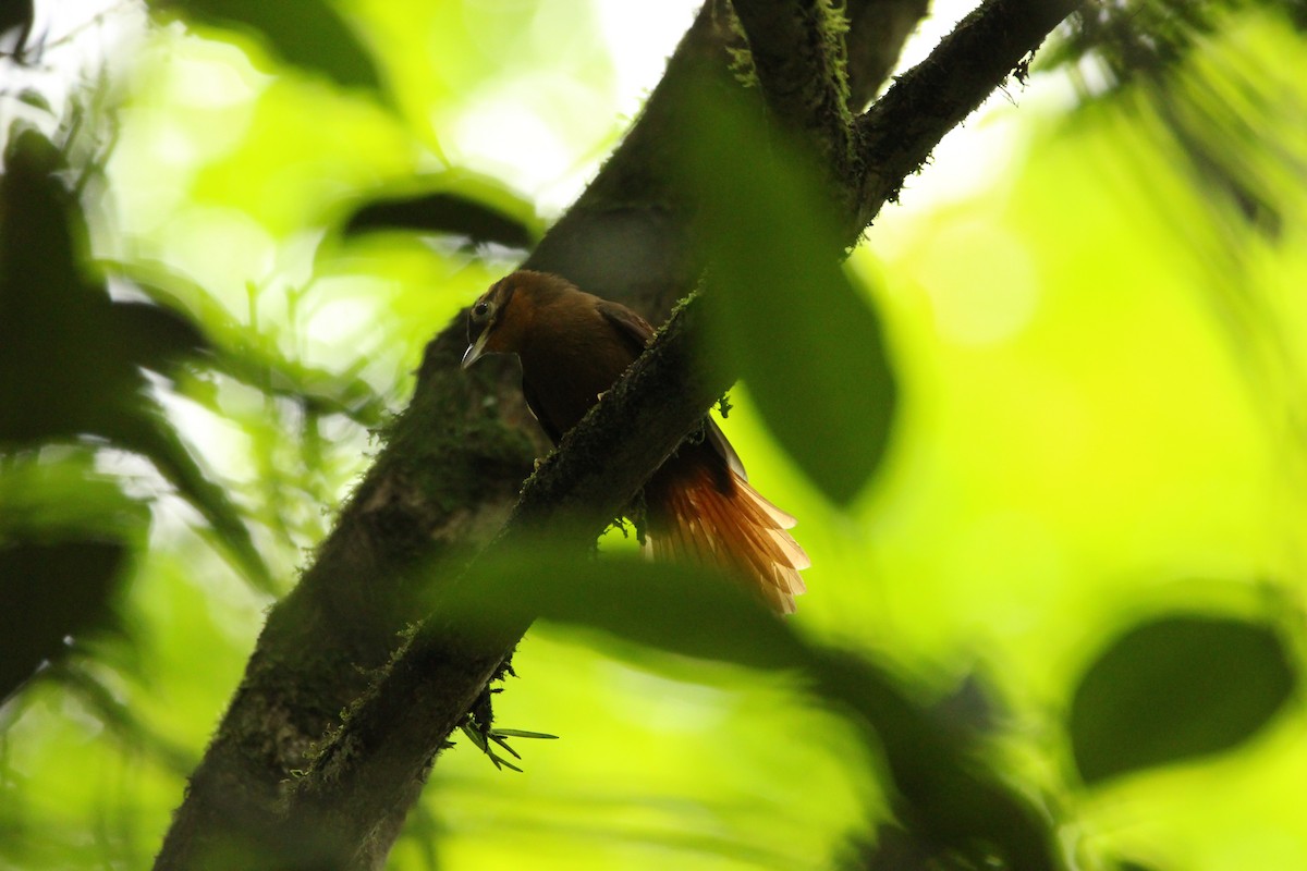 Black-capped Foliage-gleaner - ML646552951