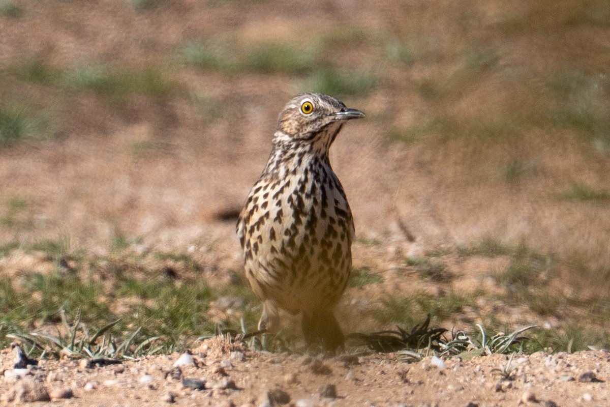 Sage Thrasher - ML646552952