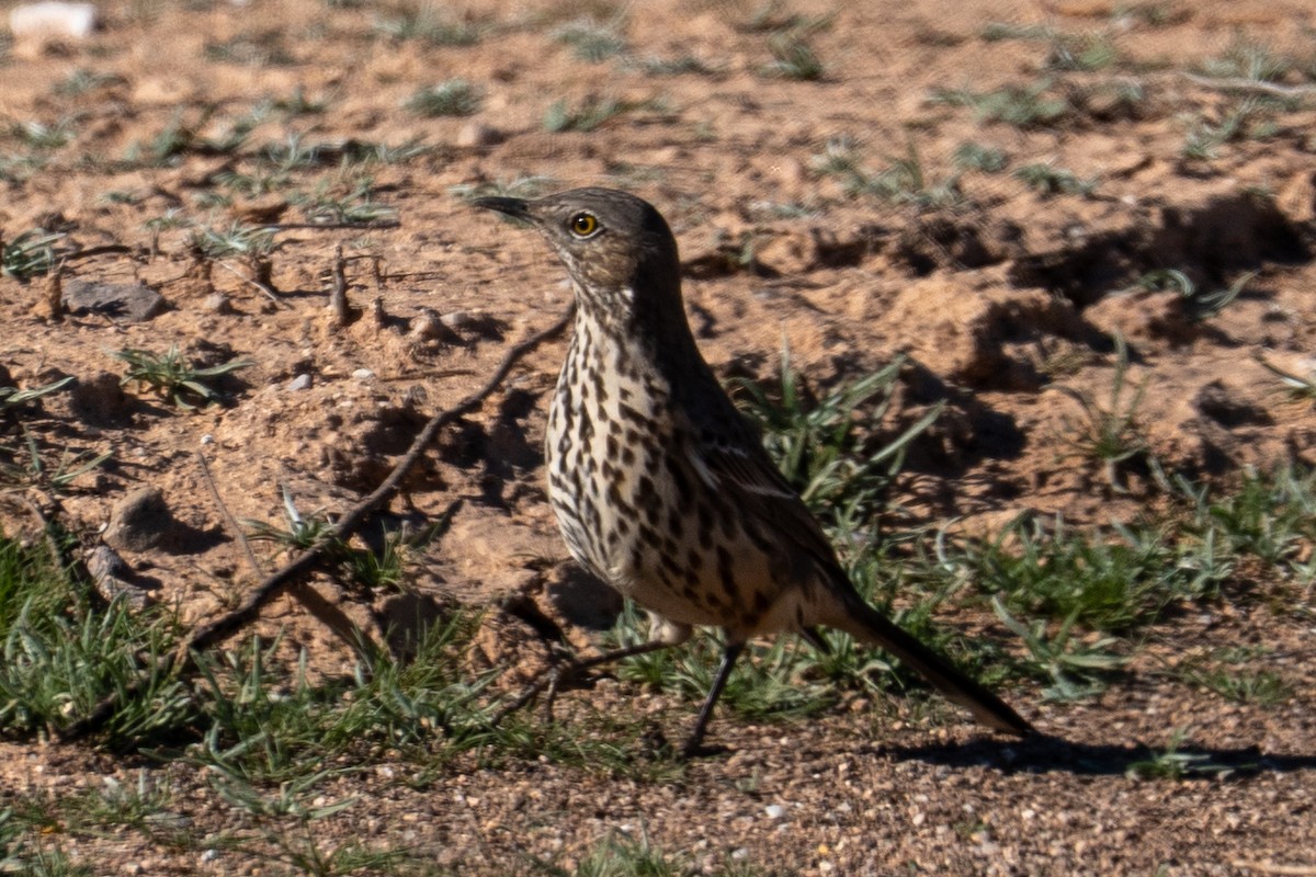 Sage Thrasher - ML646552953