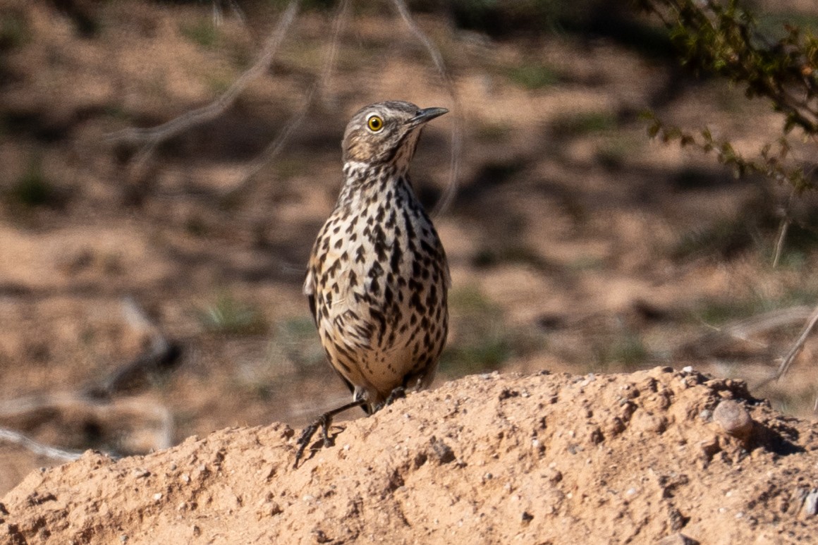 Sage Thrasher - ML646552954