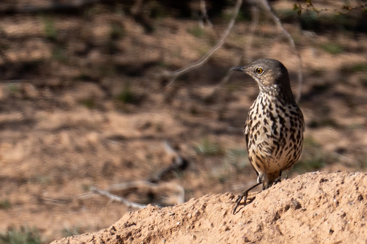 Sage Thrasher - ML646552955