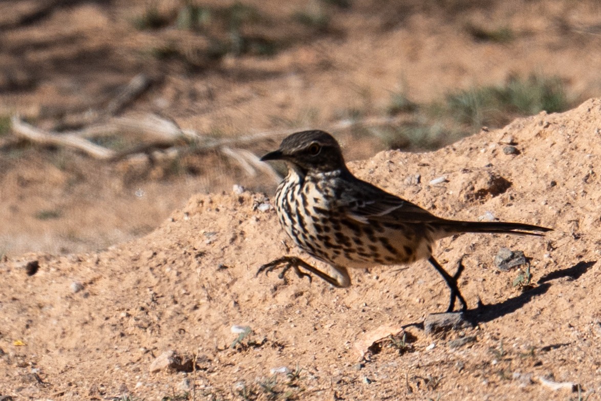 Sage Thrasher - ML646552956