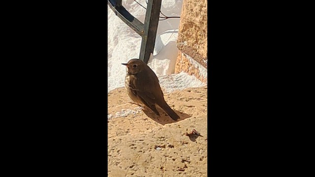 Zorzalito Colirrufo - ML646552959