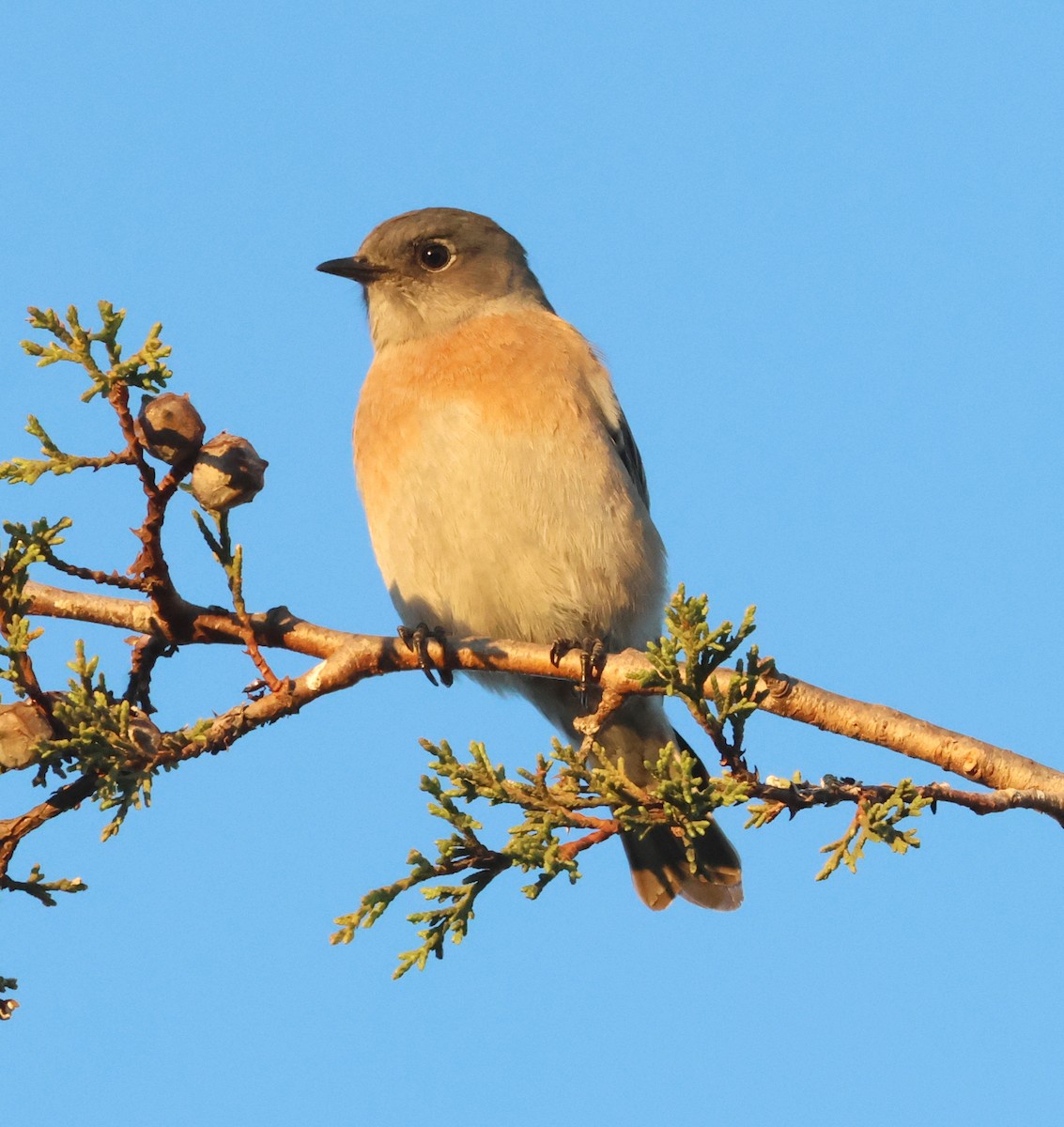 Western Bluebird - ML646552960